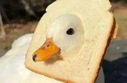 418864388 917549726555410 2358474906837487754 N 663E3185Bcb12 880