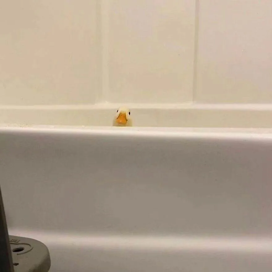 419308036 1435086390424578 4380749673946939756 N 663E315Cd5B65 880