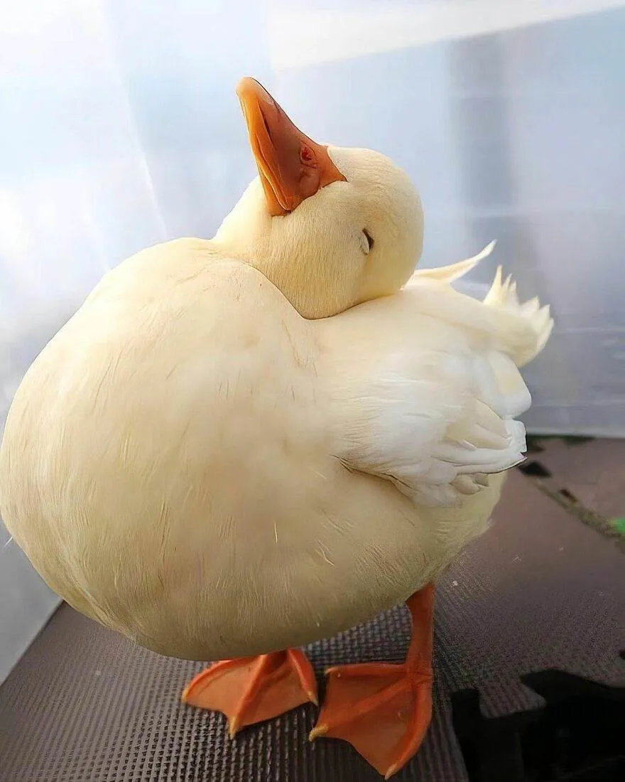 434728564 1104224434126252 988746406018269332 N 663E31254A2D0 880