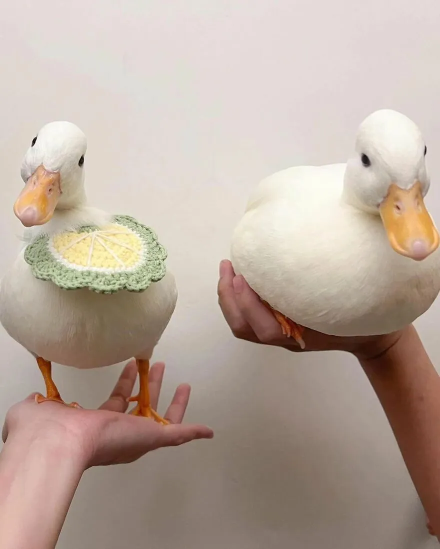 439162251 406160462191652 9216600457129461639 N 6641Fb29423A2 880