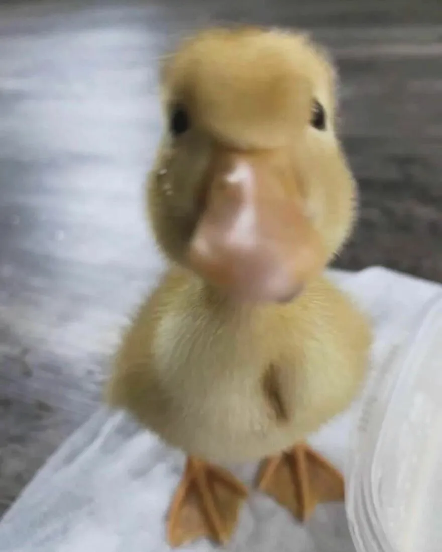 30 Adorable Duck Photos