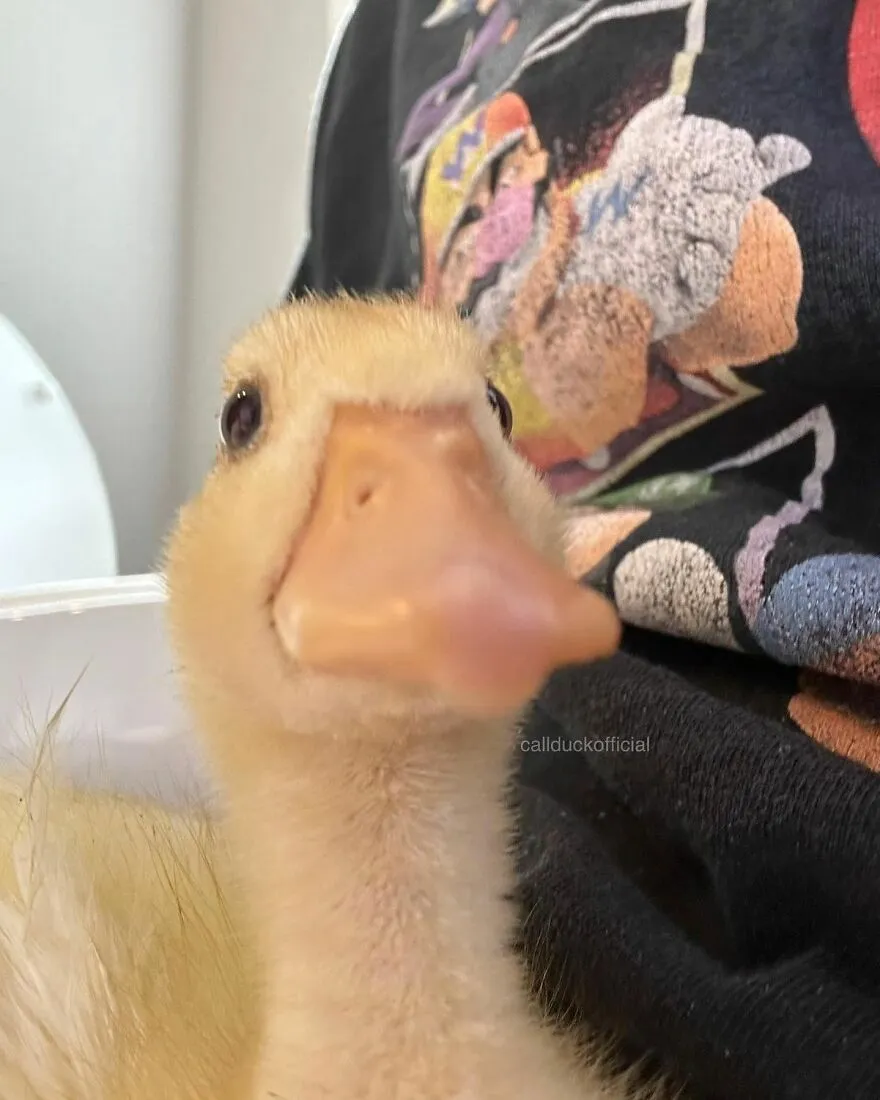30 Adorable Duck Photos
