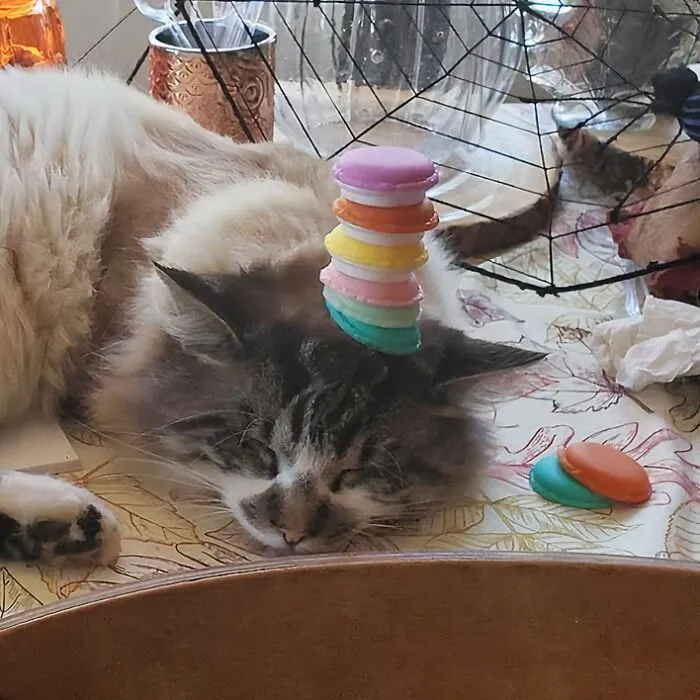 663B3Aad68A60 Mini Macaron Shape Storage