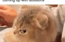 336652345 1334249870455564 7226791468848103289 N 6659745C4697D 700