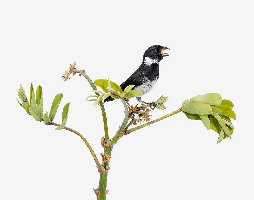 30 Stunning Studio Photographs Of Birds