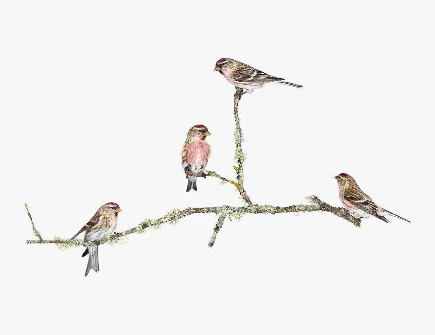 30 Stunning Studio Photographs Of Birds