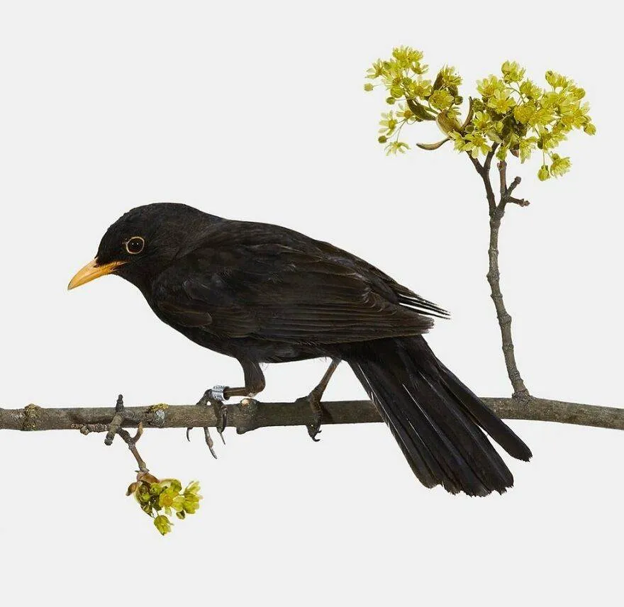 30 Stunning Studio Photographs Of Birds