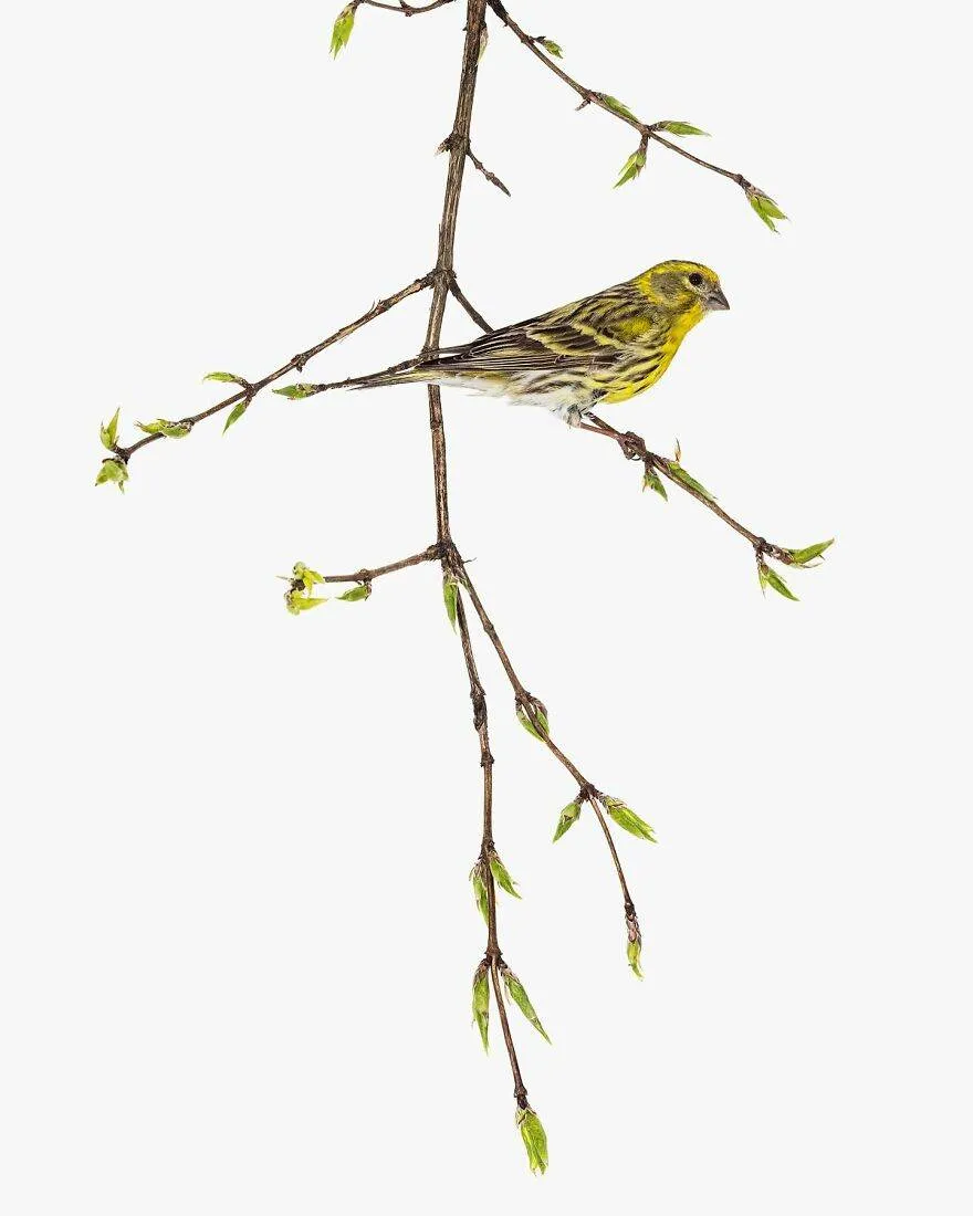 30 Stunning Studio Photographs Of Birds