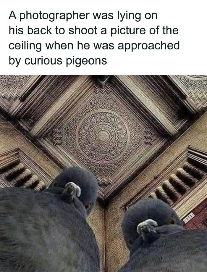 30 Awesome Memes That Will Leave You In Tears From Laughter