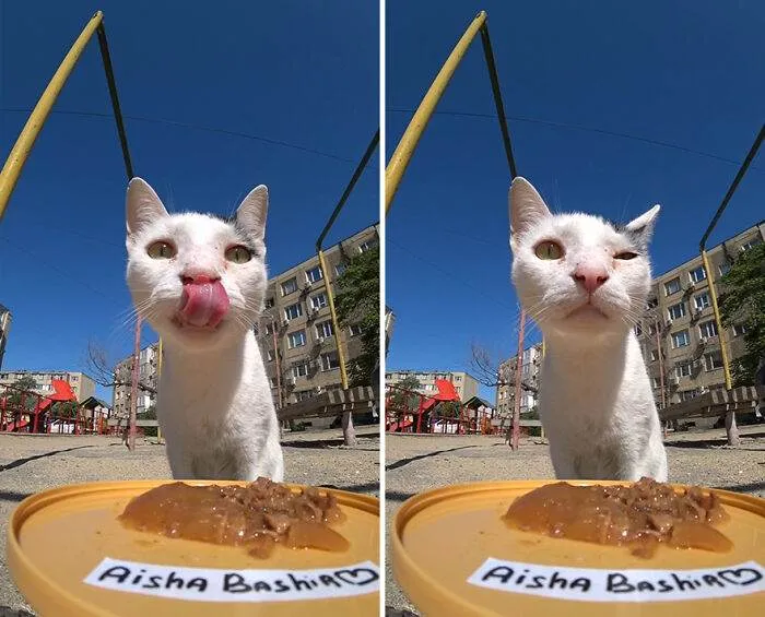 30 Adorable Pics Of A Man Feeding Animals In Need With A Drone