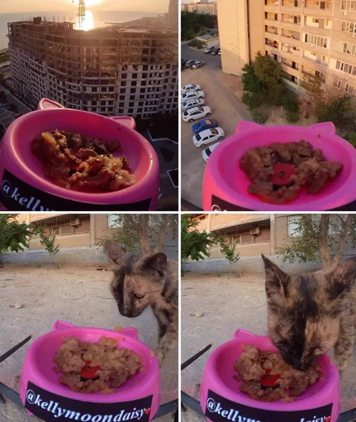 A Man Uses A Drone To Look For Stray Cats And Feed Them 40 Pics 1 Video 6690Ee00F3Bb5 700
