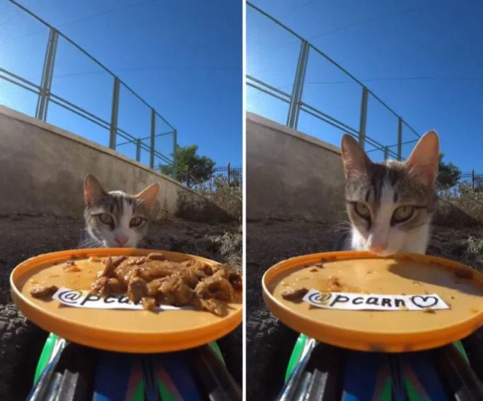 A Man Uses A Drone To Look For Stray Cats And Feed Them 40 Pics 1 Video 6690Ee0Fc61D2 700