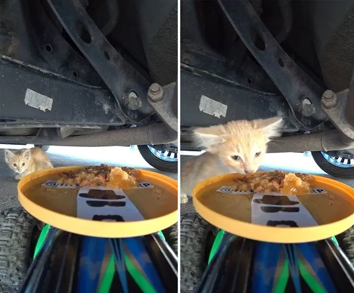A Man Uses A Drone To Look For Stray Cats And Feed Them 40 Pics 1 Video 6690Ee17Eefe8 700