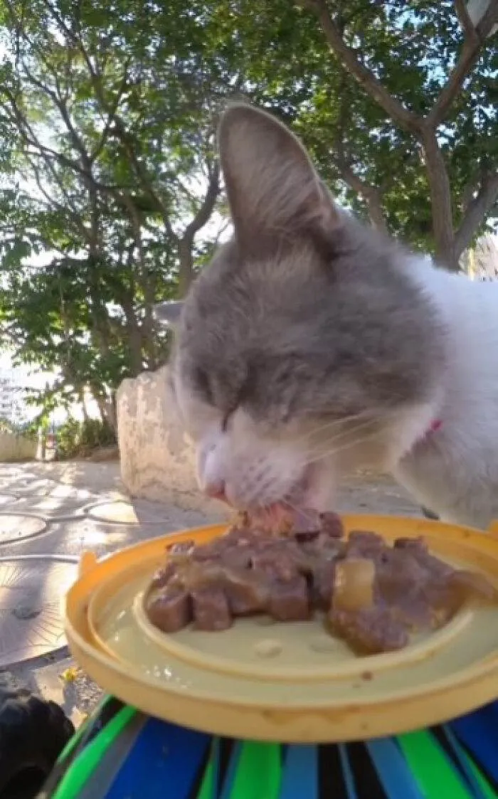 A Man Uses A Drone To Look For Stray Cats And Feed Them 40 Pics 1 Video 6690Ee23Ba34B 700