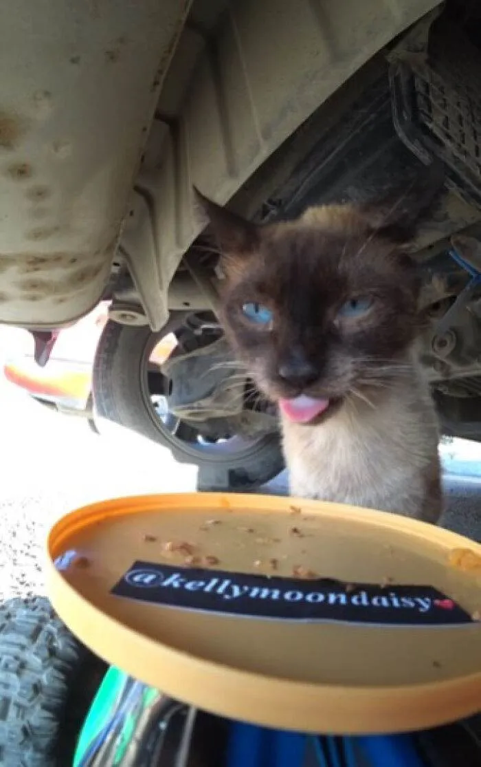 A Man Uses A Drone To Look For Stray Cats And Feed Them 40 Pics 1 Video 6690Ee25D299C 700