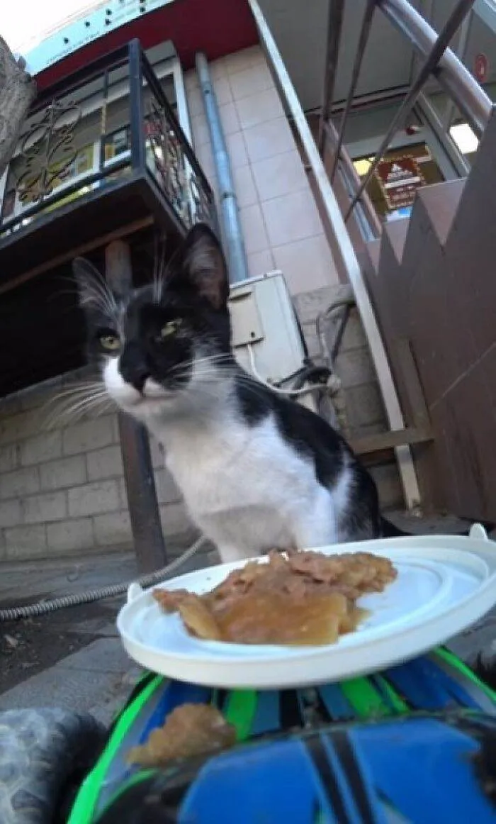 A Man Uses A Drone To Look For Stray Cats And Feed Them 40 Pics 1 Video 6690Ee2B6F8Ba 700