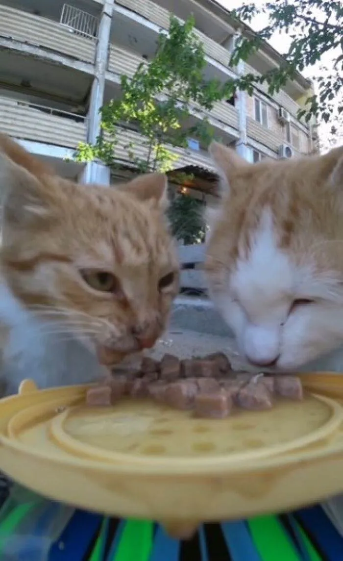 A Man Uses A Drone To Look For Stray Cats And Feed Them 40 Pics 1 Video 6690Ee332F46F 700