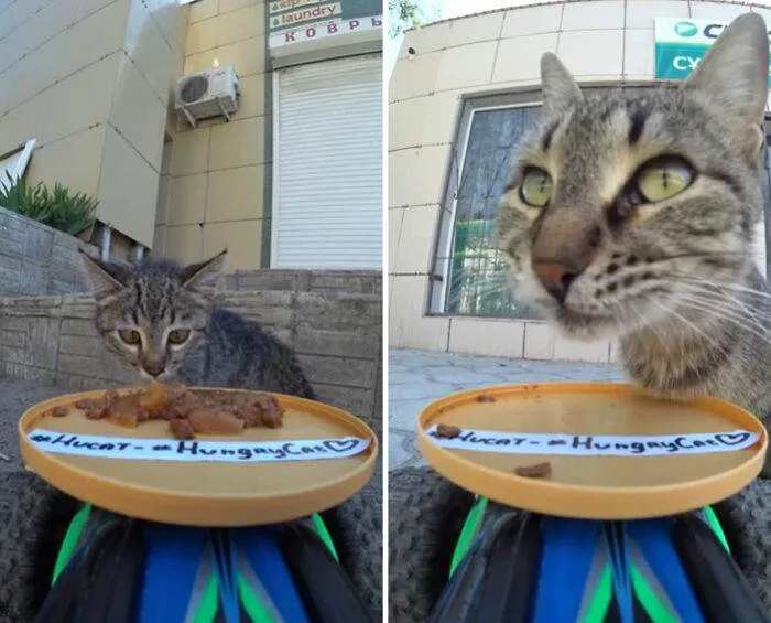30 Adorable Pics Of A Man Feeding Animals In Need With A Drone