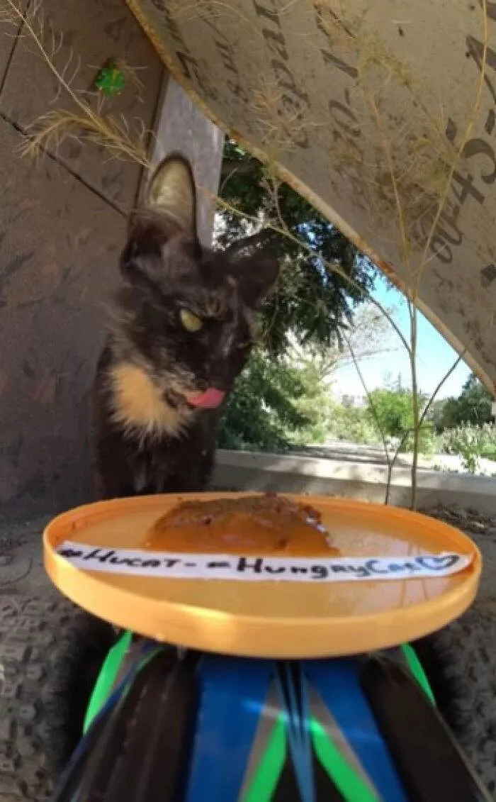 A Man Uses A Drone To Look For Stray Cats And Feed Them 40 Pics 1 Video 6690F5Eb21468 700