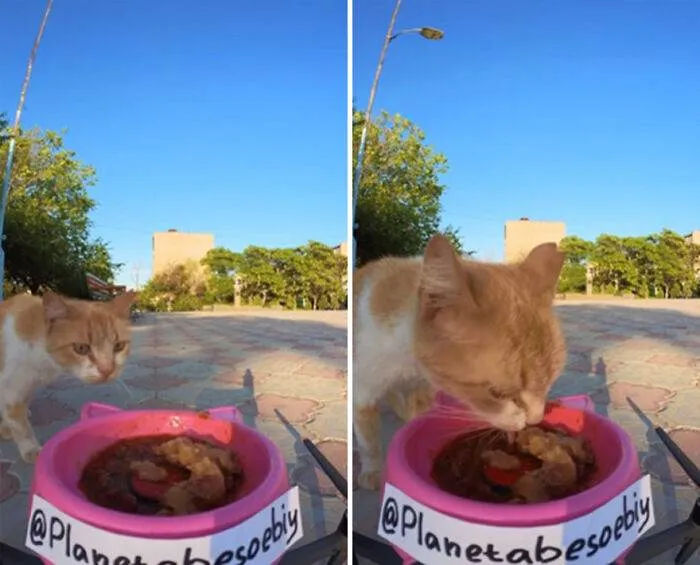 A Man Uses A Drone To Look For Stray Cats And Feed Them 40 Pics 1 Video 6690F5Ed2Cc19 700