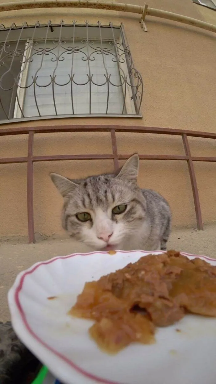 30 Adorable Pics Of A Man Feeding Animals In Need With A Drone