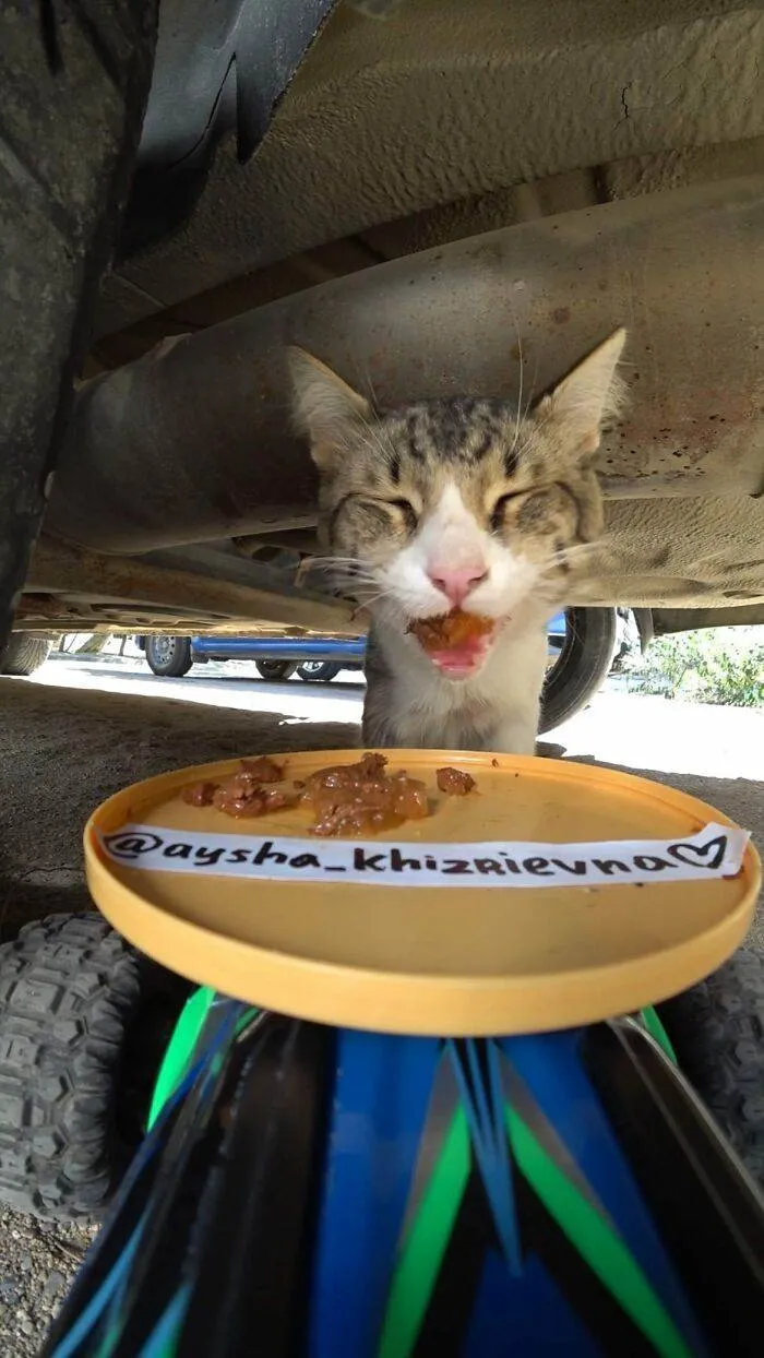 30 Adorable Pics Of A Man Feeding Animals In Need With A Drone