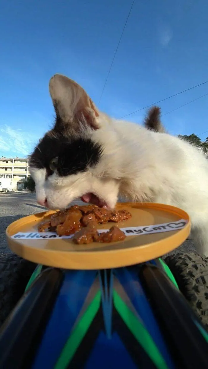 30 Adorable Pics Of A Man Feeding Animals In Need With A Drone