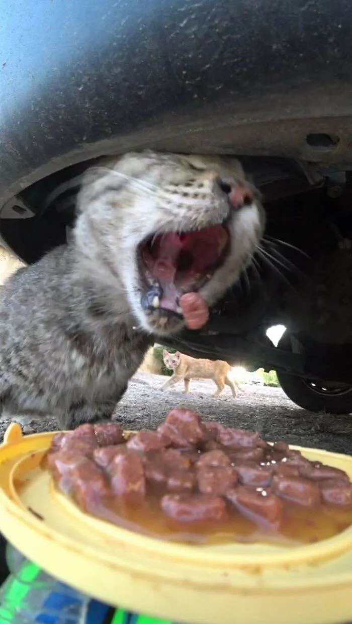 30 Adorable Pics Of A Man Feeding Animals In Need With A Drone