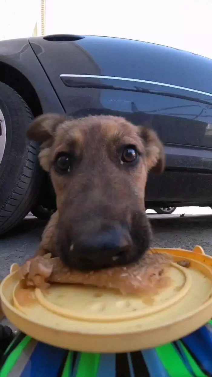 30 Adorable Pics Of A Man Feeding Animals In Need With A Drone