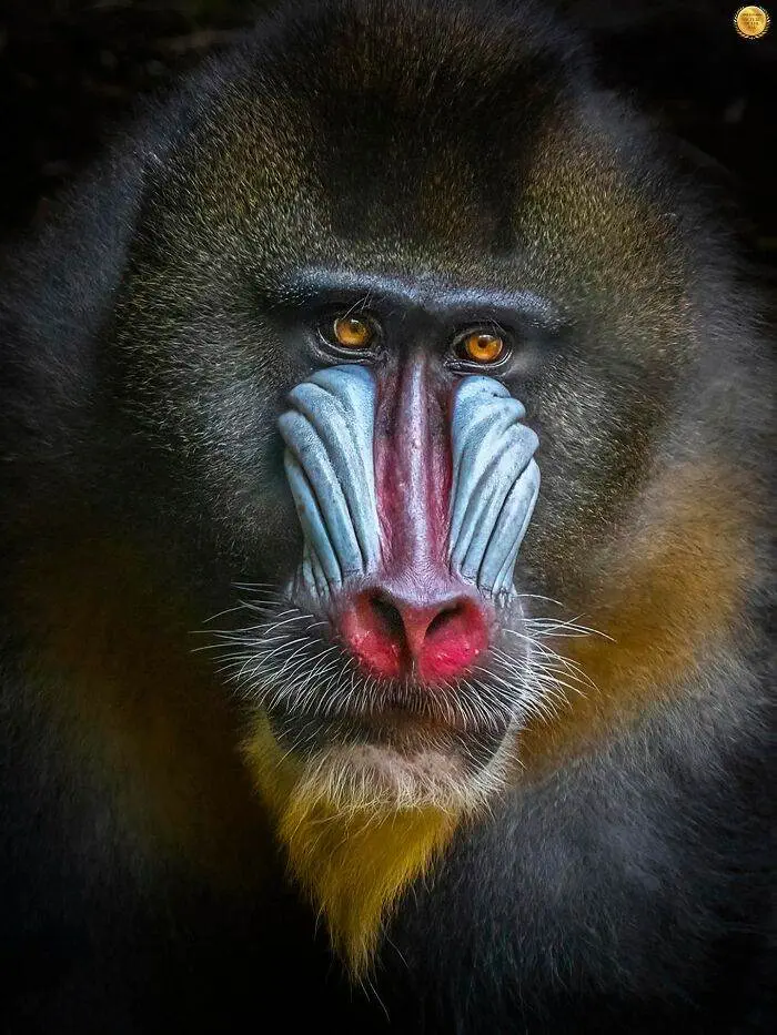 30 Stunning Wildlife Photos Captured By Photographers Worldwide