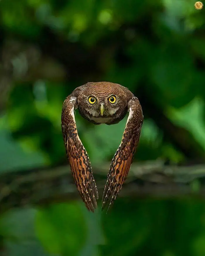 30 Stunning Wildlife Photos Captured By Photographers Worldwide