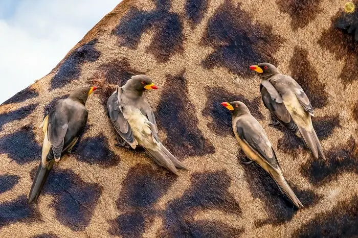 32 Stunning Animal Snapshots From One Eyelands Images Of The Day That Will Brighten Your Day 66Bb02A34C868 700