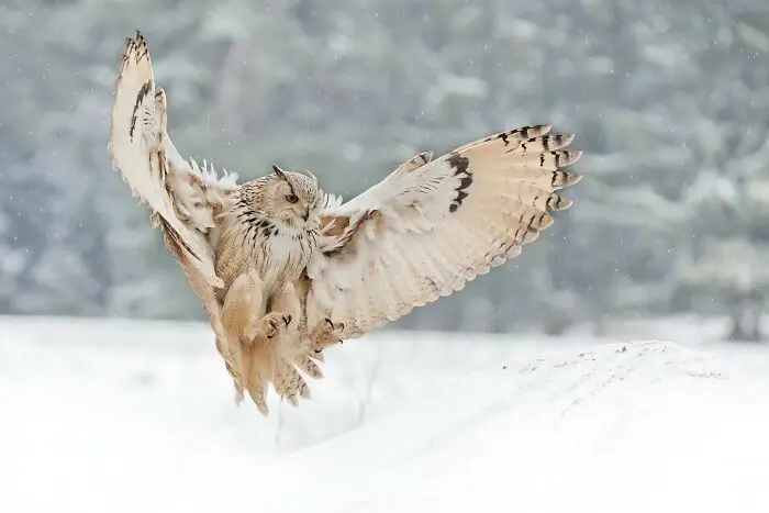 32 Stunning Animal Snapshots From One Eyelands Images Of The Day That Will Brighten Your Day 66Bb02B7B016F 700