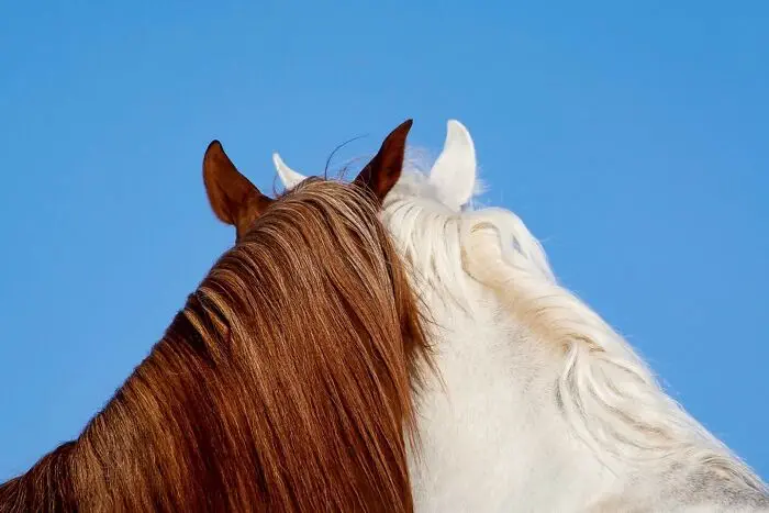 32 Stunning Animal Snapshots From One Eyelands Images Of The Day That Will Brighten Your Day 66Bb02Bd1Ea69 700