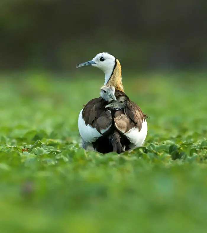 30 Stunning Wildlife Photos Captured By Photographers Worldwide