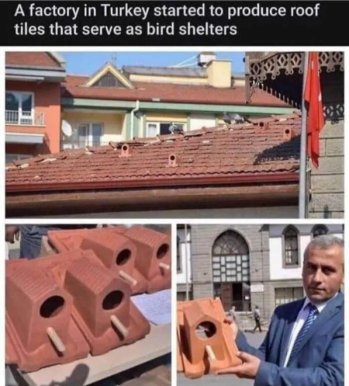 66B9A96948E9D Funny Animal Feed Memes