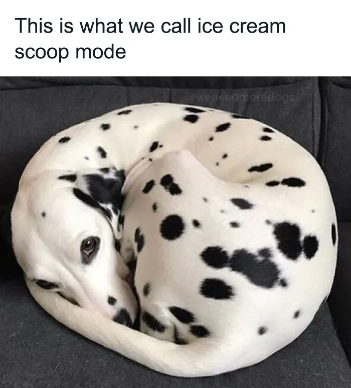 30 Irresistibly Cute Animal Memes To Instantly Brighten Your Day