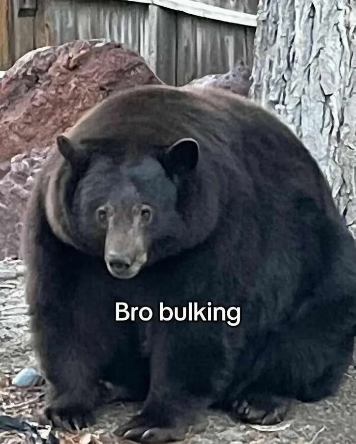 C Glxh6Yvuc Png 700 1