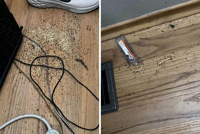 26 66Fbfc10Ae3E0 700 1