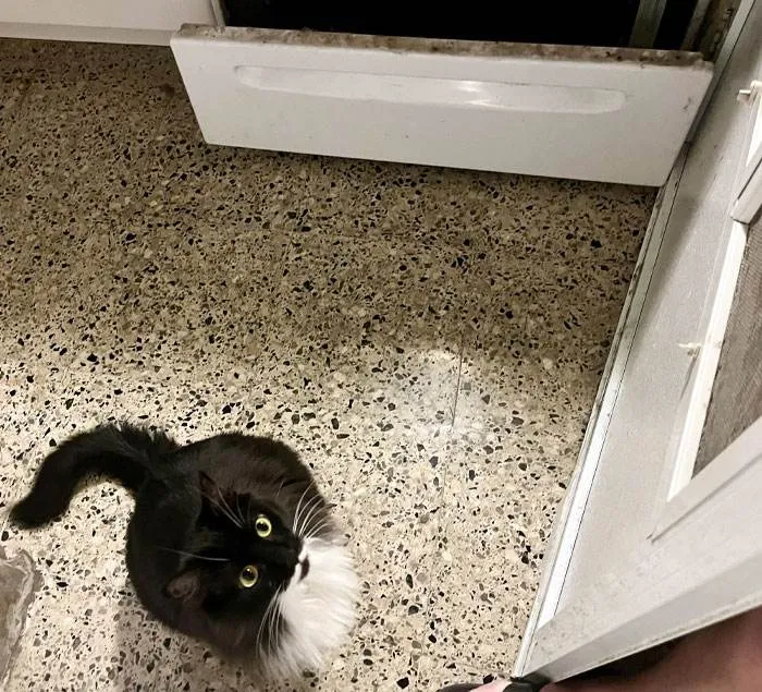 30 Hilarious &Quot;Great British Memes&Quot; Guaranteed To Make You Laugh