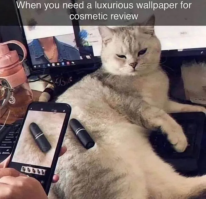 66F6478A243F5 Funny Very Nice Meme Thanks Pic