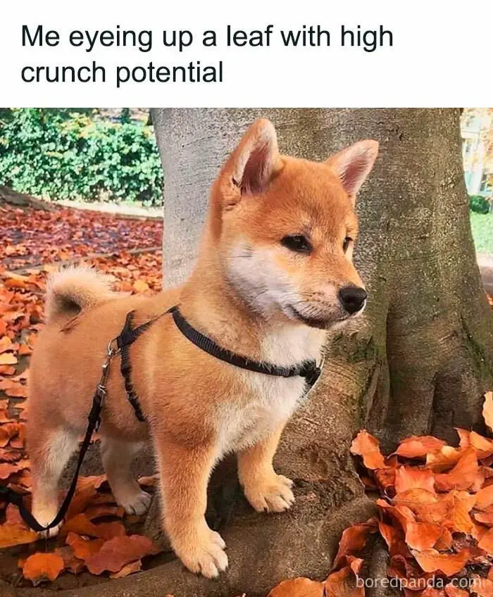 Fall Meme 15 6708D7107D282 700