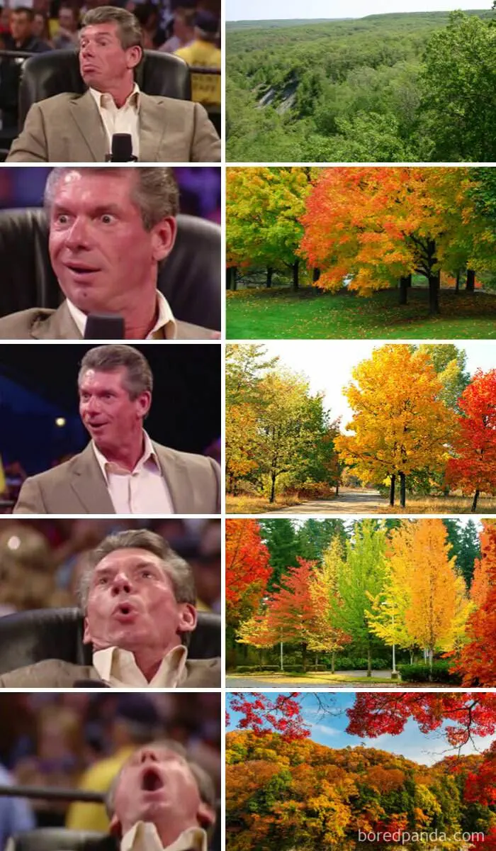 Fall Meme 24 6708D72D37Cb9 700