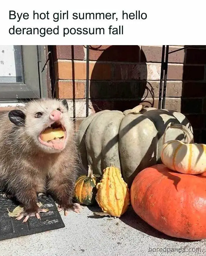 Fall Meme 25 6708D72Ff2D9F 700