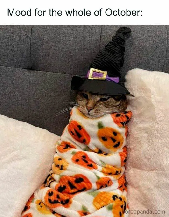 Fall Meme 34 6708D756D5305 700