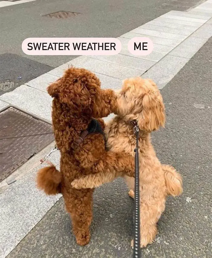 Fall Meme 40 6708D766Ab44E 700