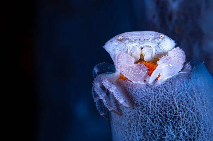 Spectacular Winning Images From The 2024 Siena International Photo Awards 6708B58285561 700 1