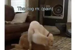 The Dog Rn Pain 143700 1