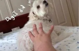 When Your Boyfriends Dog Does Not Trust You 145200 1