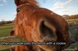 Horseamercurffer Meme 145344 1